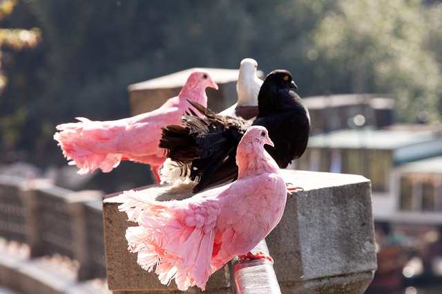 尽管洪明甫 尽管洪明甫