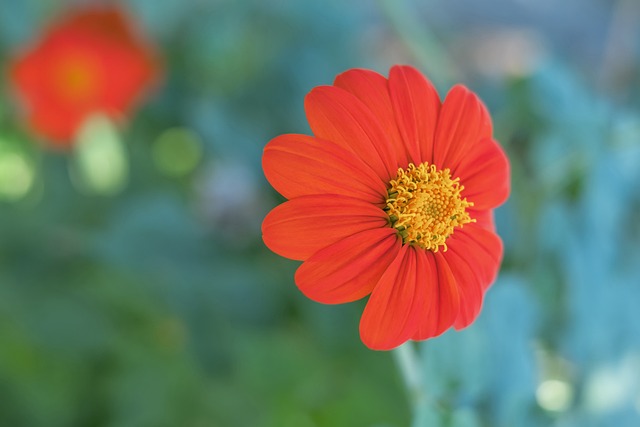 球队的得分 球队的得分